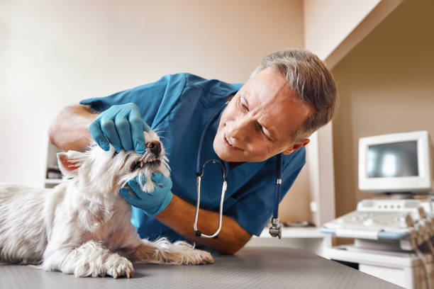 Best Emergency Broken Tooth Repair in Anacortes, WA